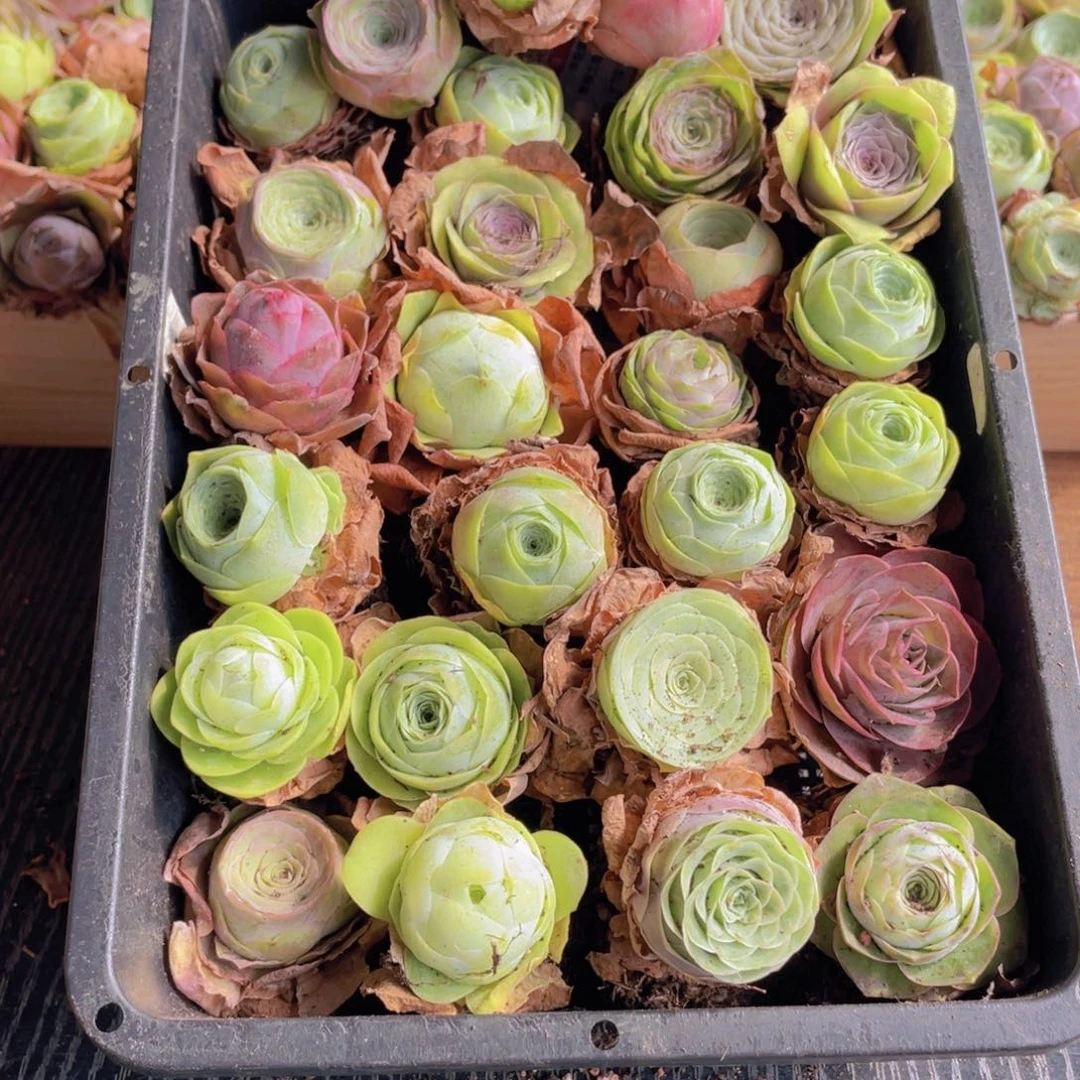 保底三十颗量拍888888