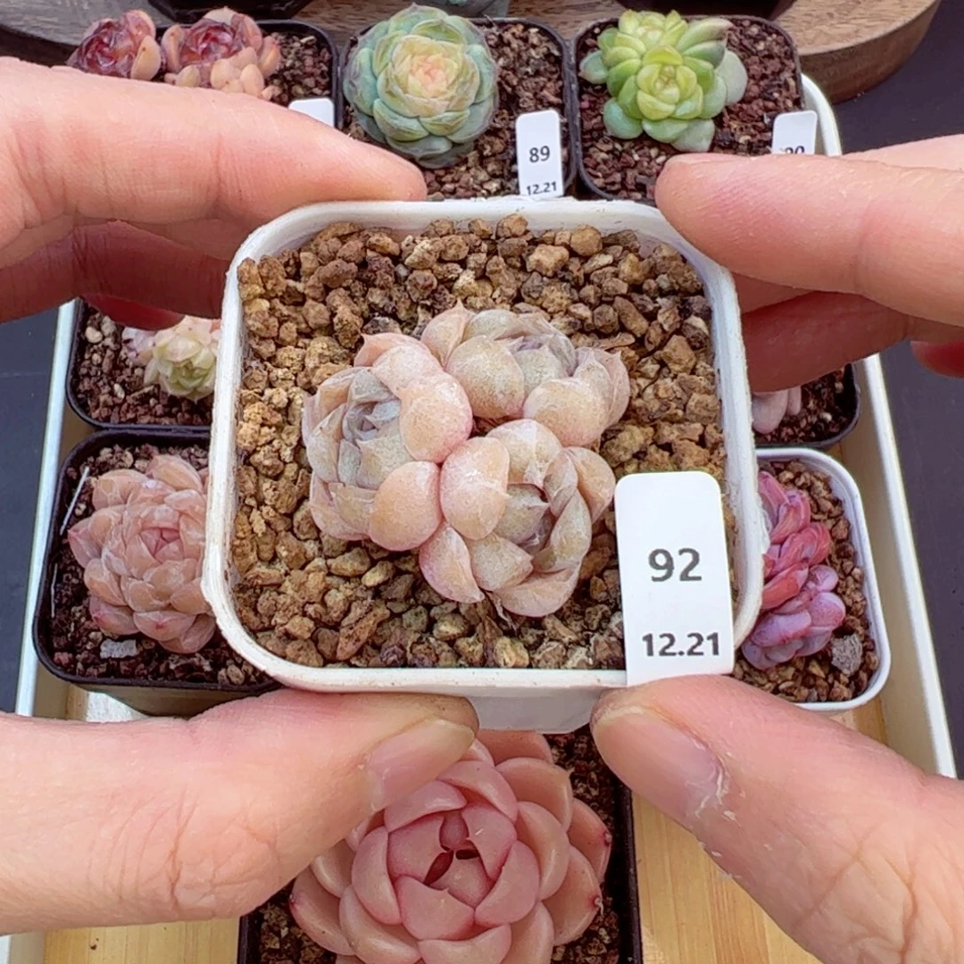 好好看92、哈哈哈哈