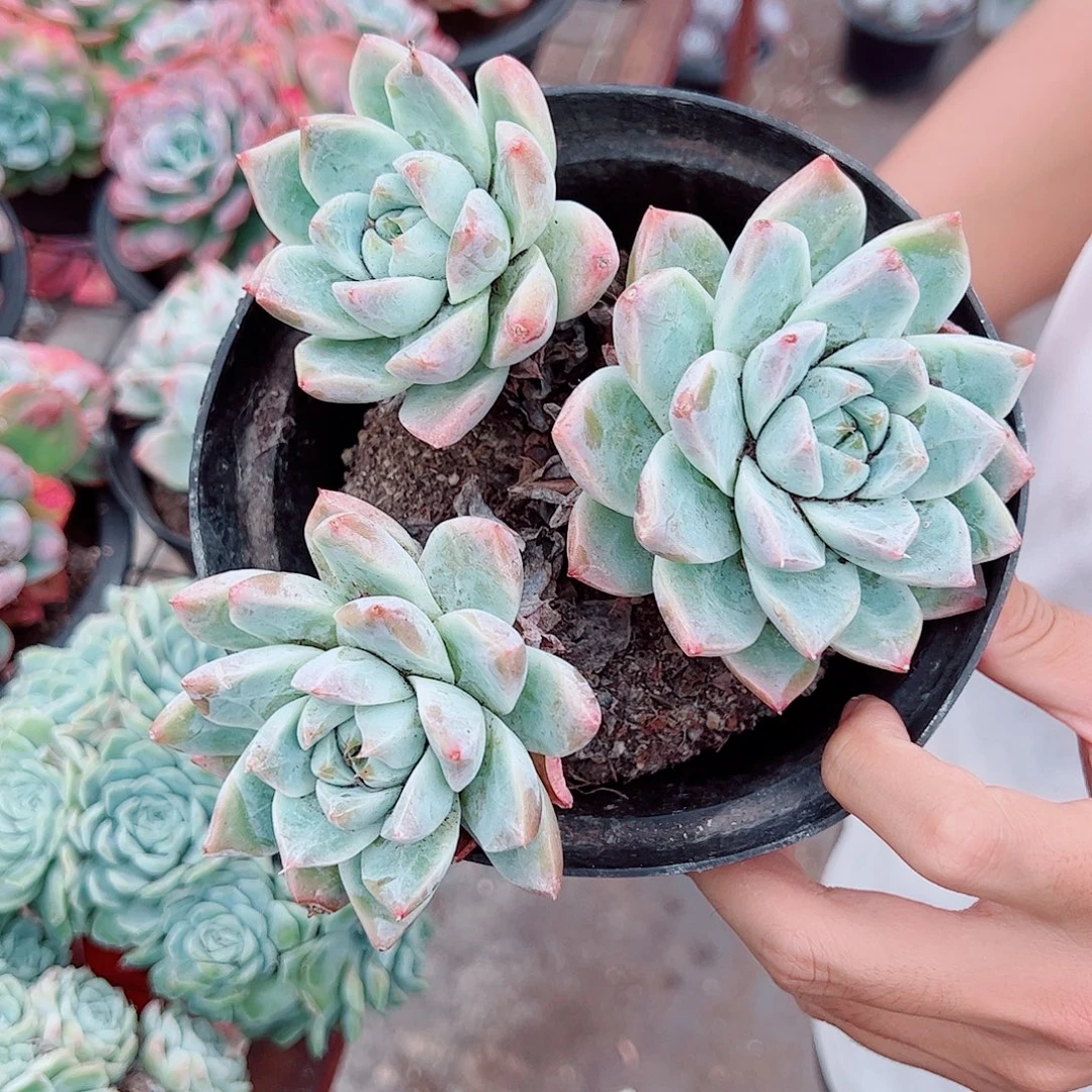 冰山美人三头起发两盆