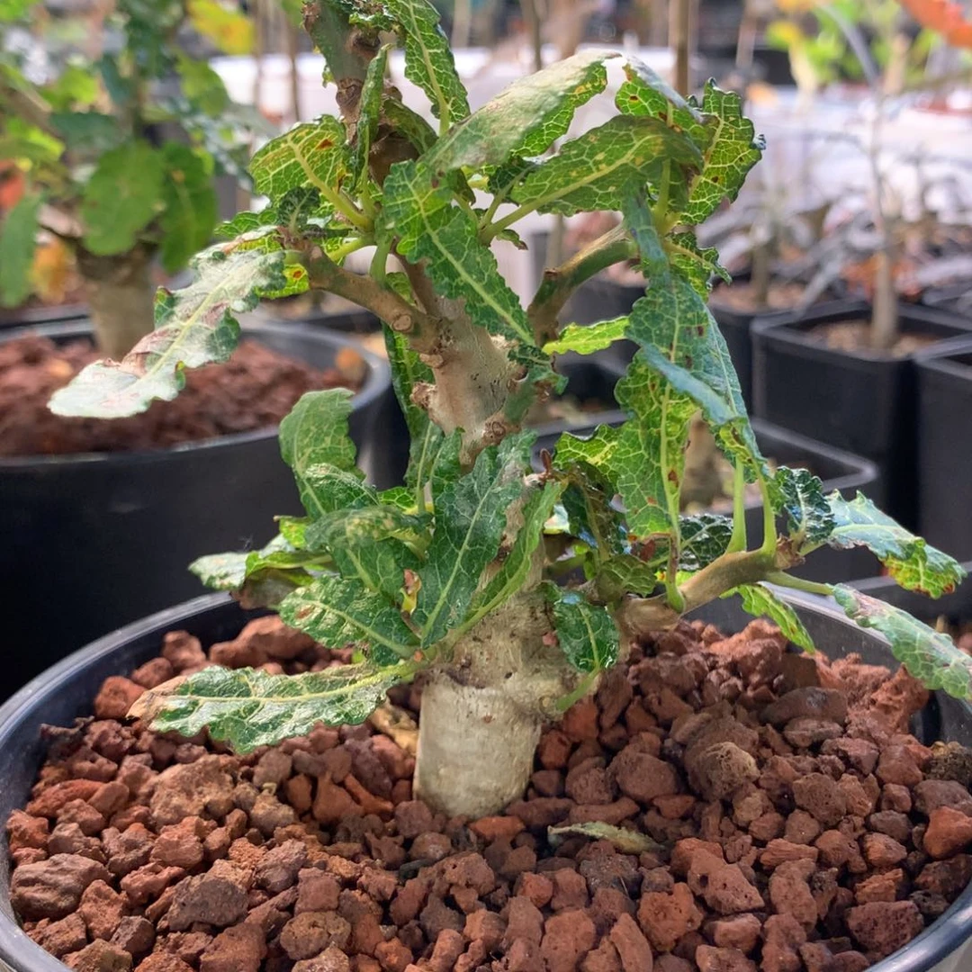 七乳香（娜娜）实生带盆