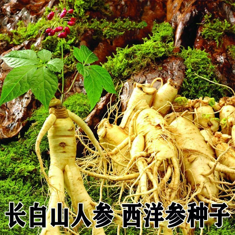 人参种子长白山野人参种子东北中草药材种子易发芽野山参怎么种植