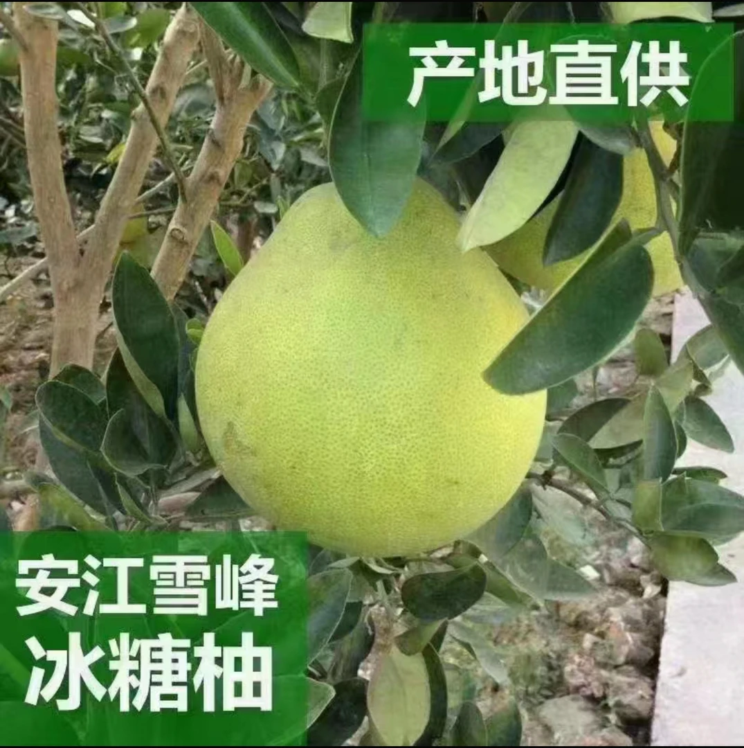 安江小苦柚中大果产地直销（单果400-600g)