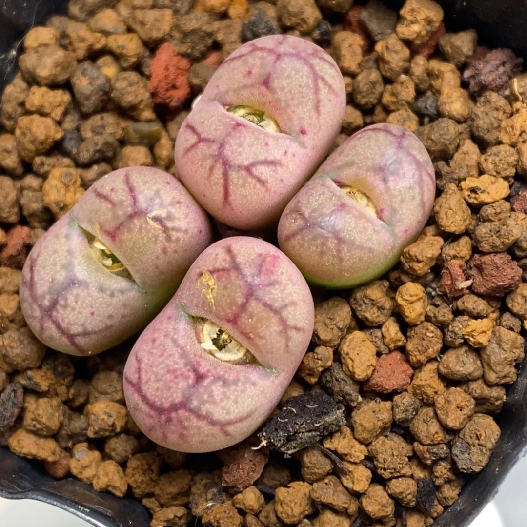 多肉植物肉锥杂交K-536