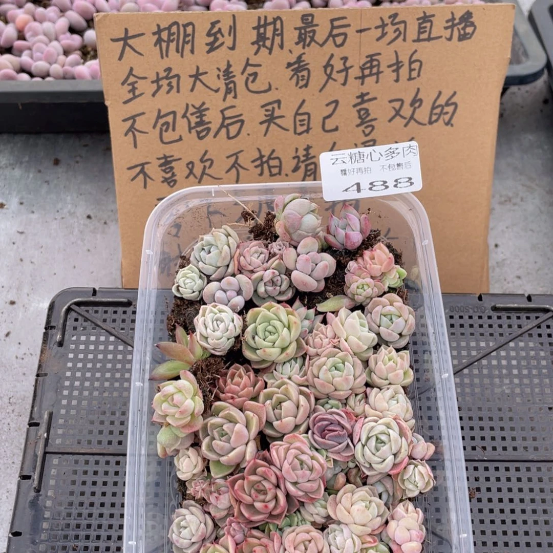 云糖心多肉植物488