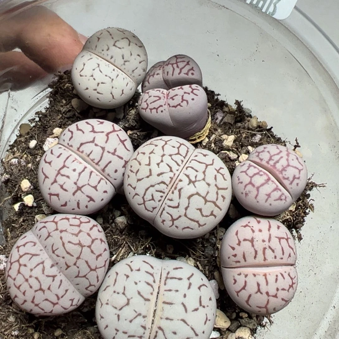 【闪购商品】 264。