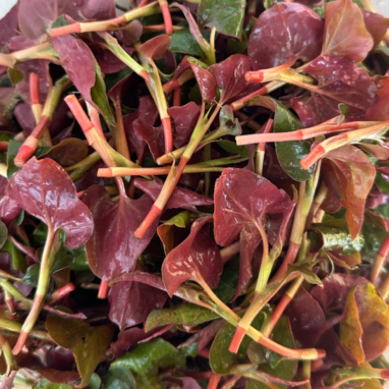 鱼腥草嫩叶折耳根鲜香爽口凉拌酸辣味道好吃健康新鲜当季包赔5斤