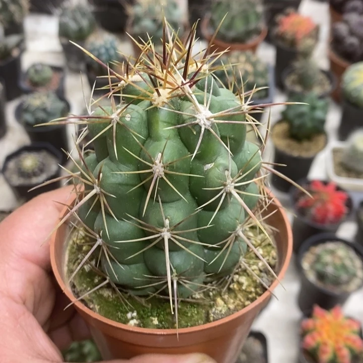 实生大号大统领特价