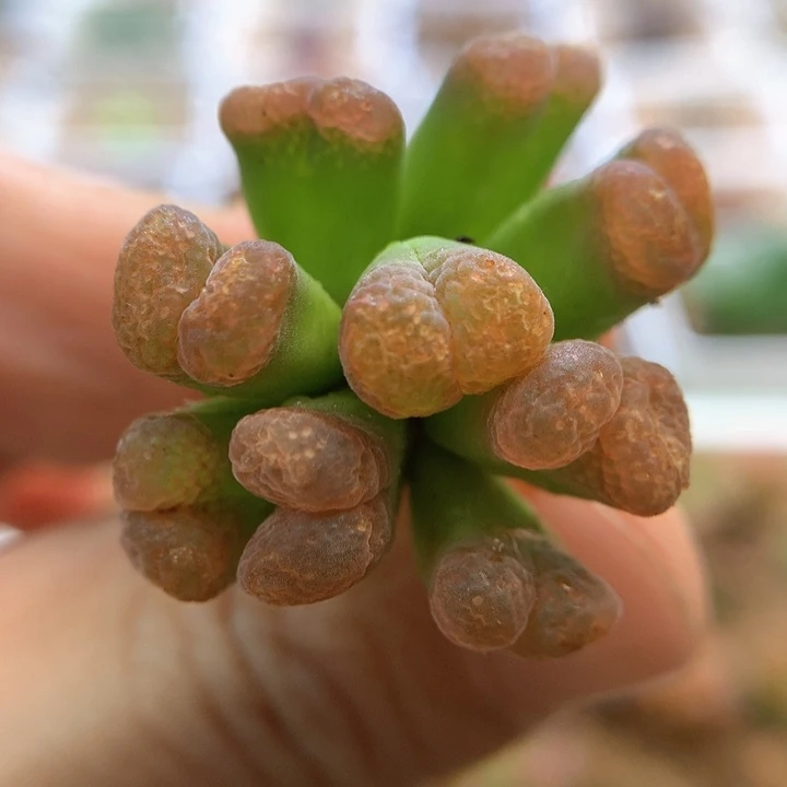 福利 特特特 肉锥植物