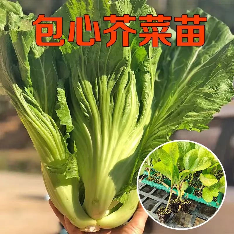 秋冬新鲜芥菜大叶青菜苗包心苦菜大芥菜秧苗新鲜