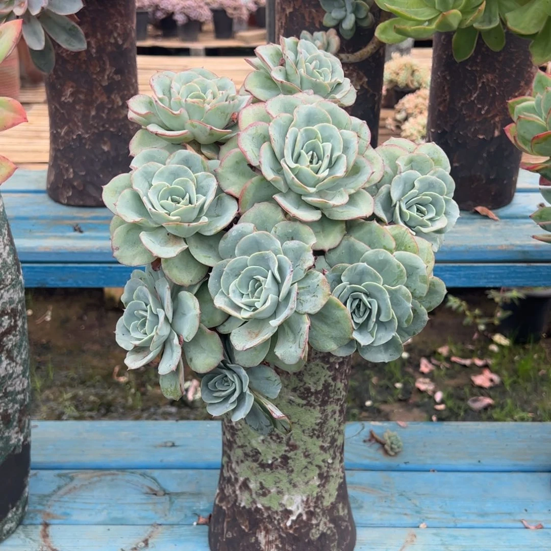 露养老桩脱土裸根奶油黄桃