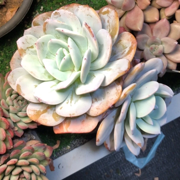 一*鱼58///////////////