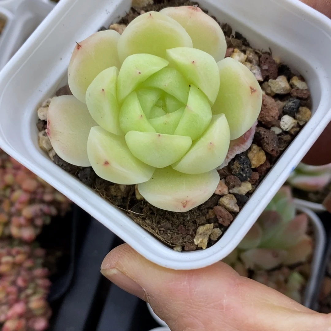 精品多肉一物一拍不包整138