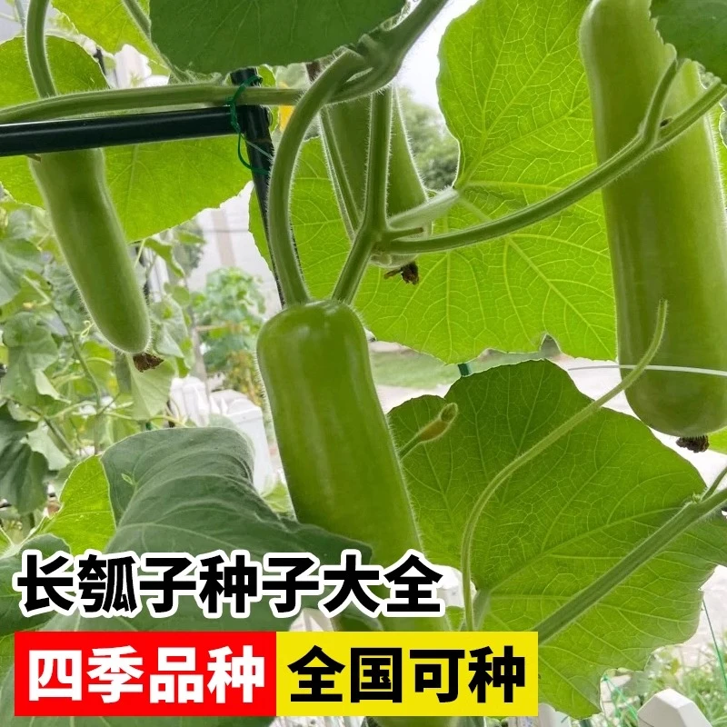 瓠瓜种子早熟短瓠种籽四季高产耐热蒲瓜种菜葫芦阳台庭院蔬菜种孑