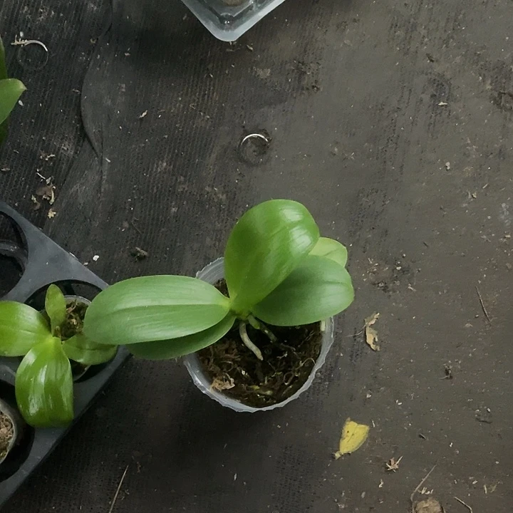 当前无花栽培后可以开花黑莓不带剑