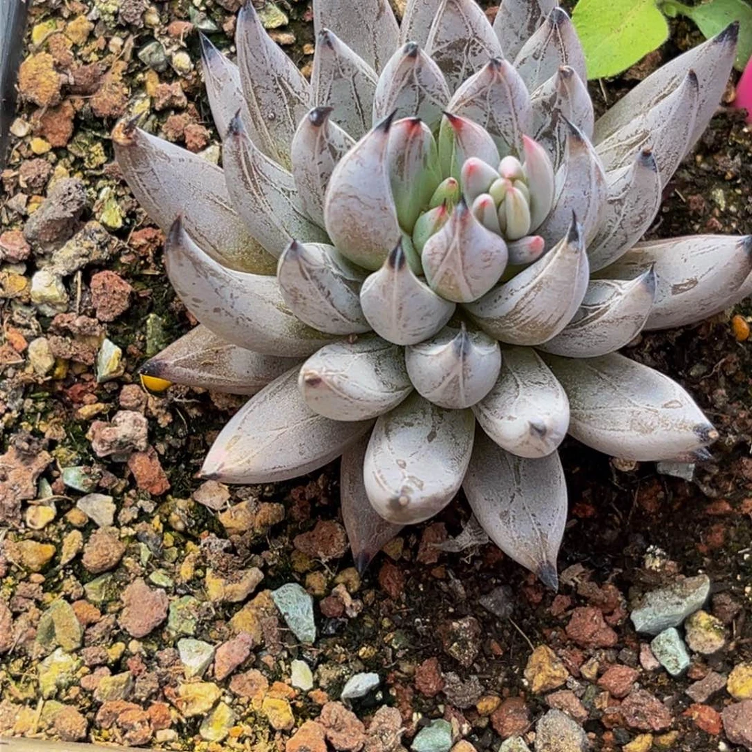 1505上午多肉植物群生