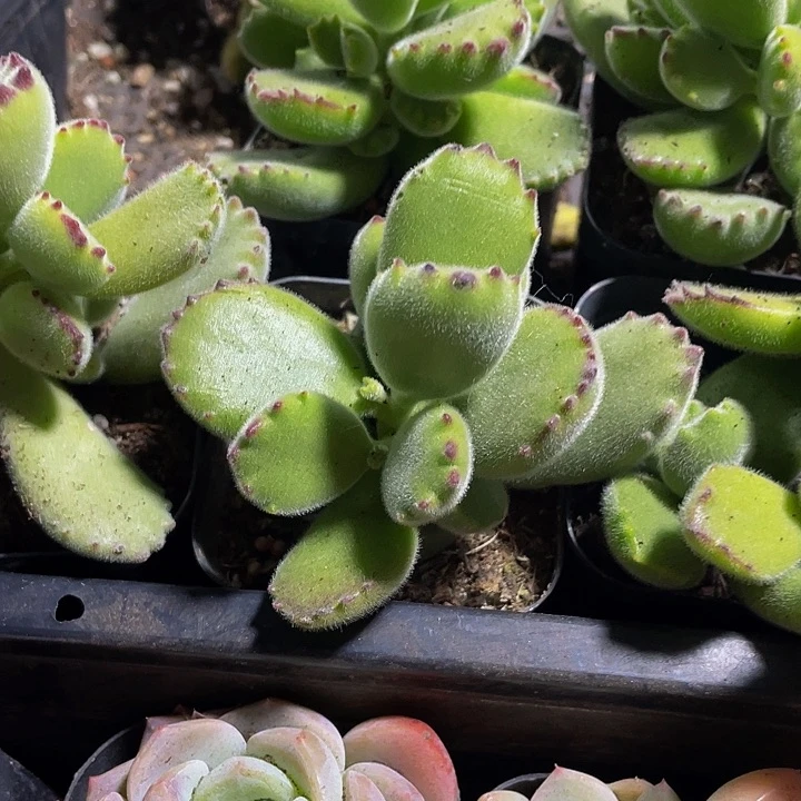 6.5方大绿熊带盆土