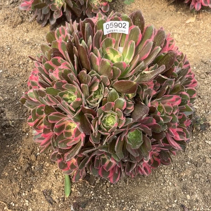 05902男神多肉植物