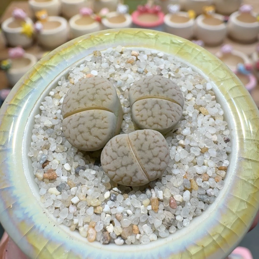 蘑菇1337白珊瑚多肉植物