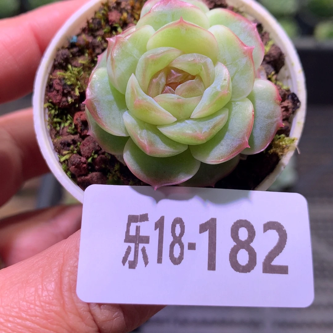 乐然18-182 新品单头
