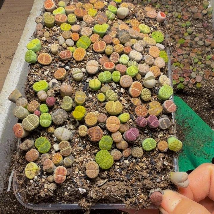 桃*多肉植物的生长7