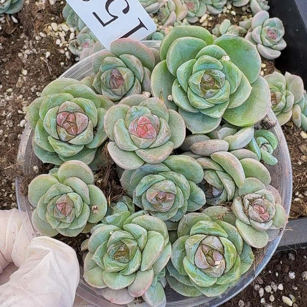 多肉植物多肉植物153