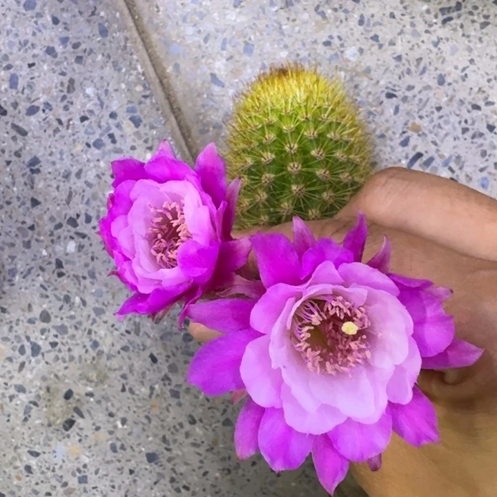 22金妞奥拓歪5公分左右无根侧牙，20包邮