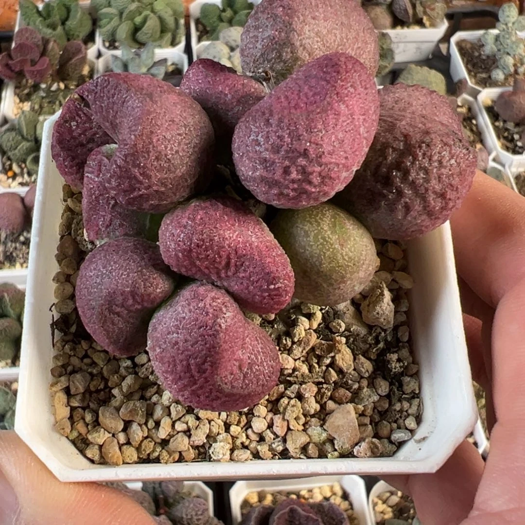 红烧肉水泡多肉植物水泡