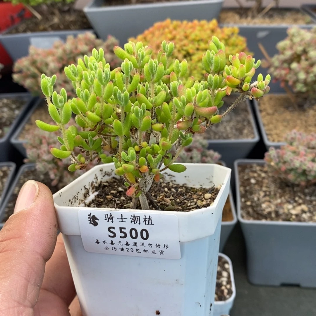 500红宝石枝干番杏