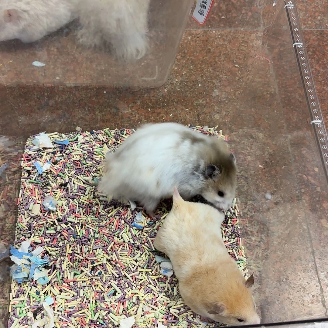 短毛肉桂波利妹妹