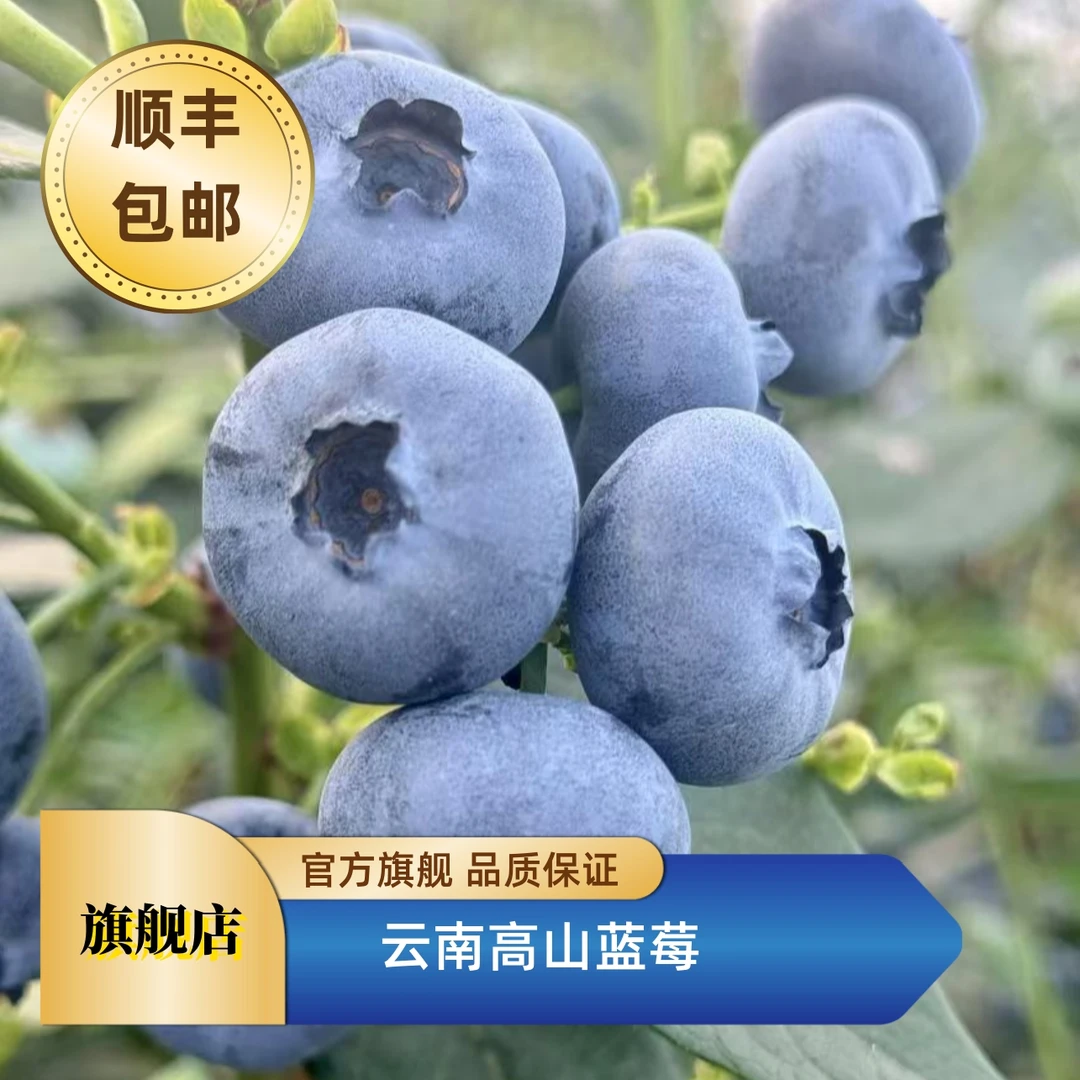 【钦鲜生】24+巨无霸云南高山花香蓝莓新鲜当季水果250g/盒