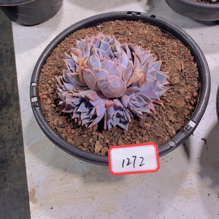 6**31272露西娜多肉