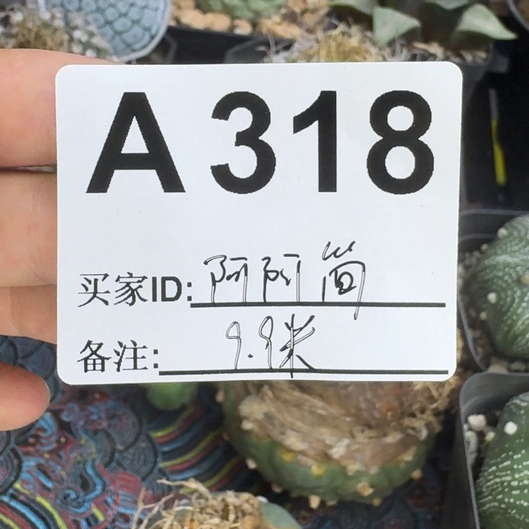 阿***简实生福利仙人球仙人球
