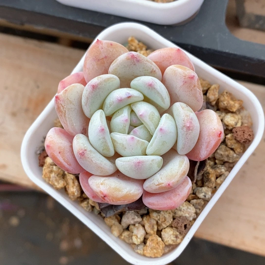 精品多肉一物一拍不包整446