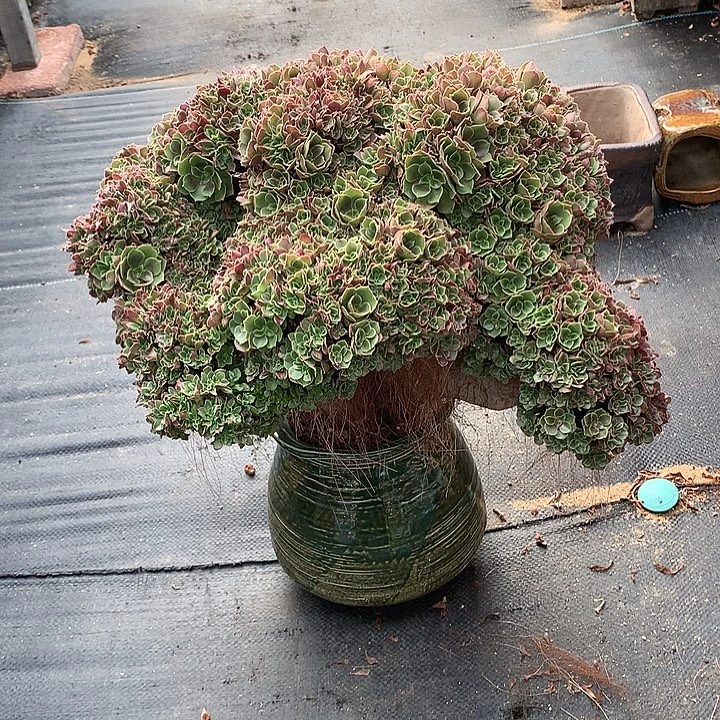 玫瑰朵朵脱土发货啊