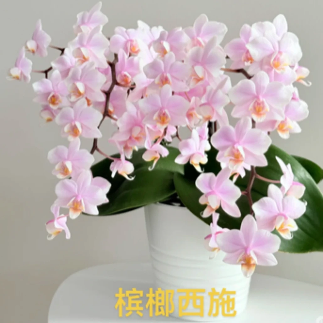 蝶兰小栈【槟榔西施苗】3.0杯