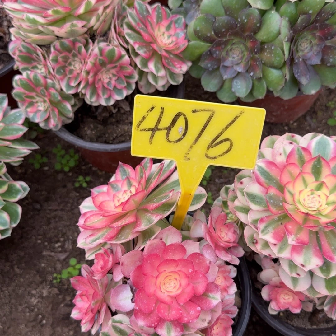 4076---倾城多头多肉