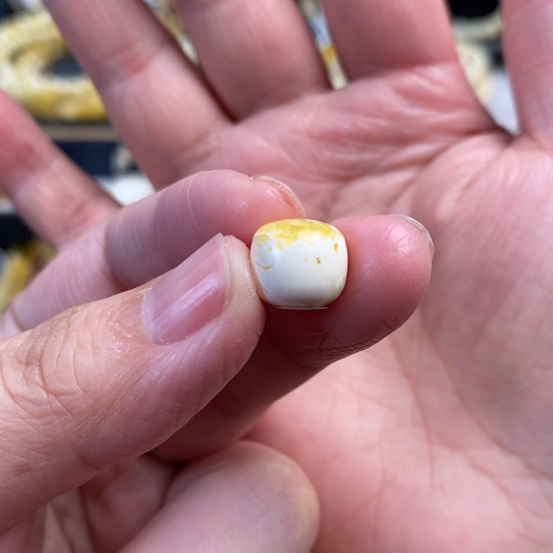蜜蜡未镶嵌裸石金瓷白溶洞老型单珠10.3