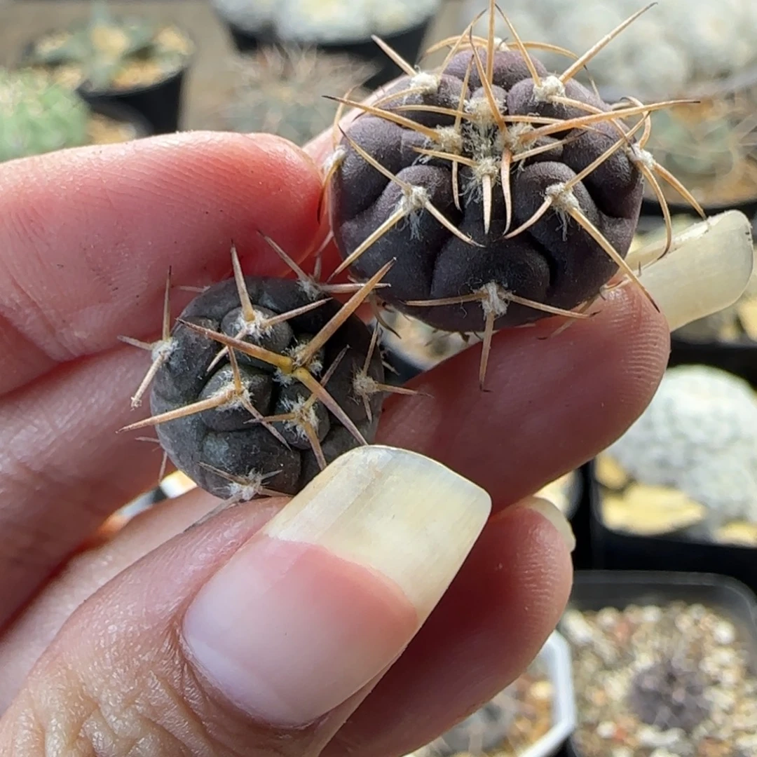 020实生1.4守金摩天龙➕1.9紫肌天平丸多肉