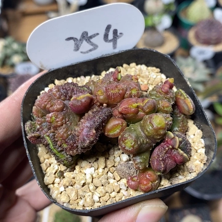 高莎缀化254号6.5cm