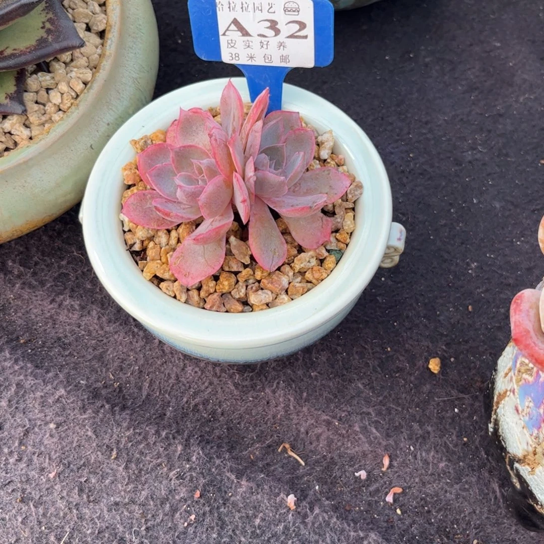 七*o多肉植物1111111