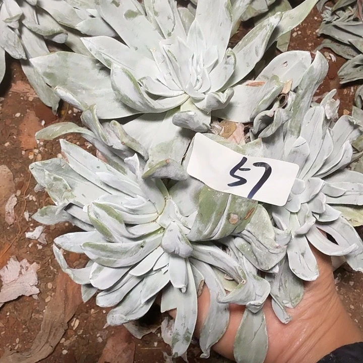 大花朵苹果叶仙女杯多肉处理瑕疵