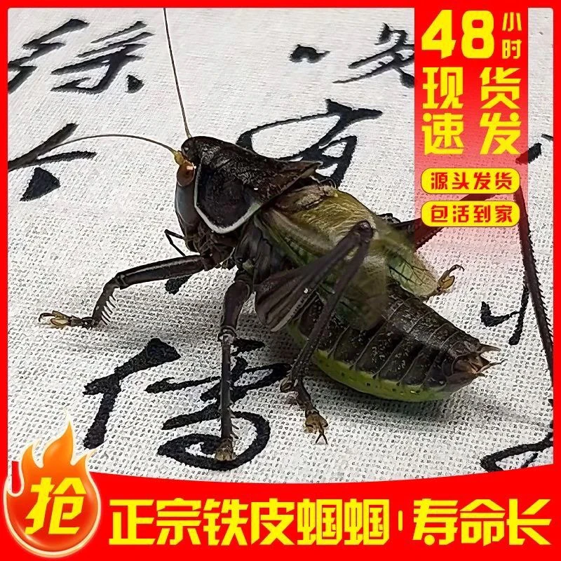 铁皮炮筒蝈蝈大蝈蝈蝈蝈引叫顺丰包邮鸣虫绿蝈蝈铁皮蝈蝈