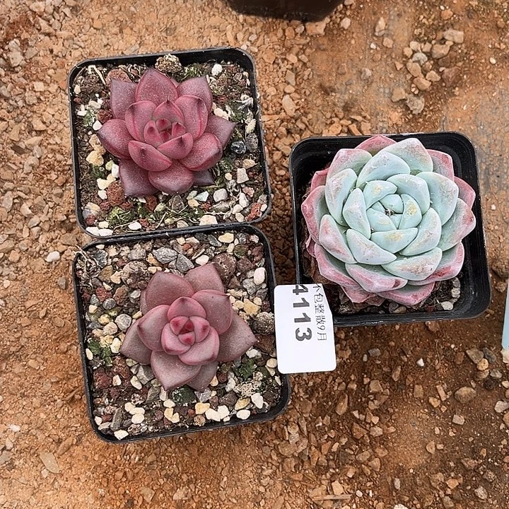 阿雅园艺。          4113