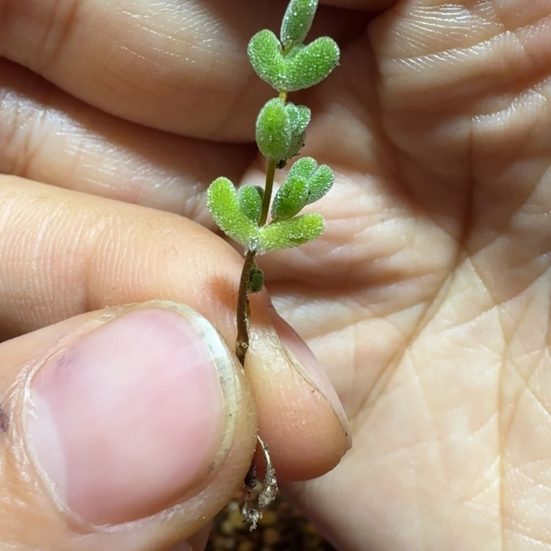 ?****蛋带新根小枝条30颗