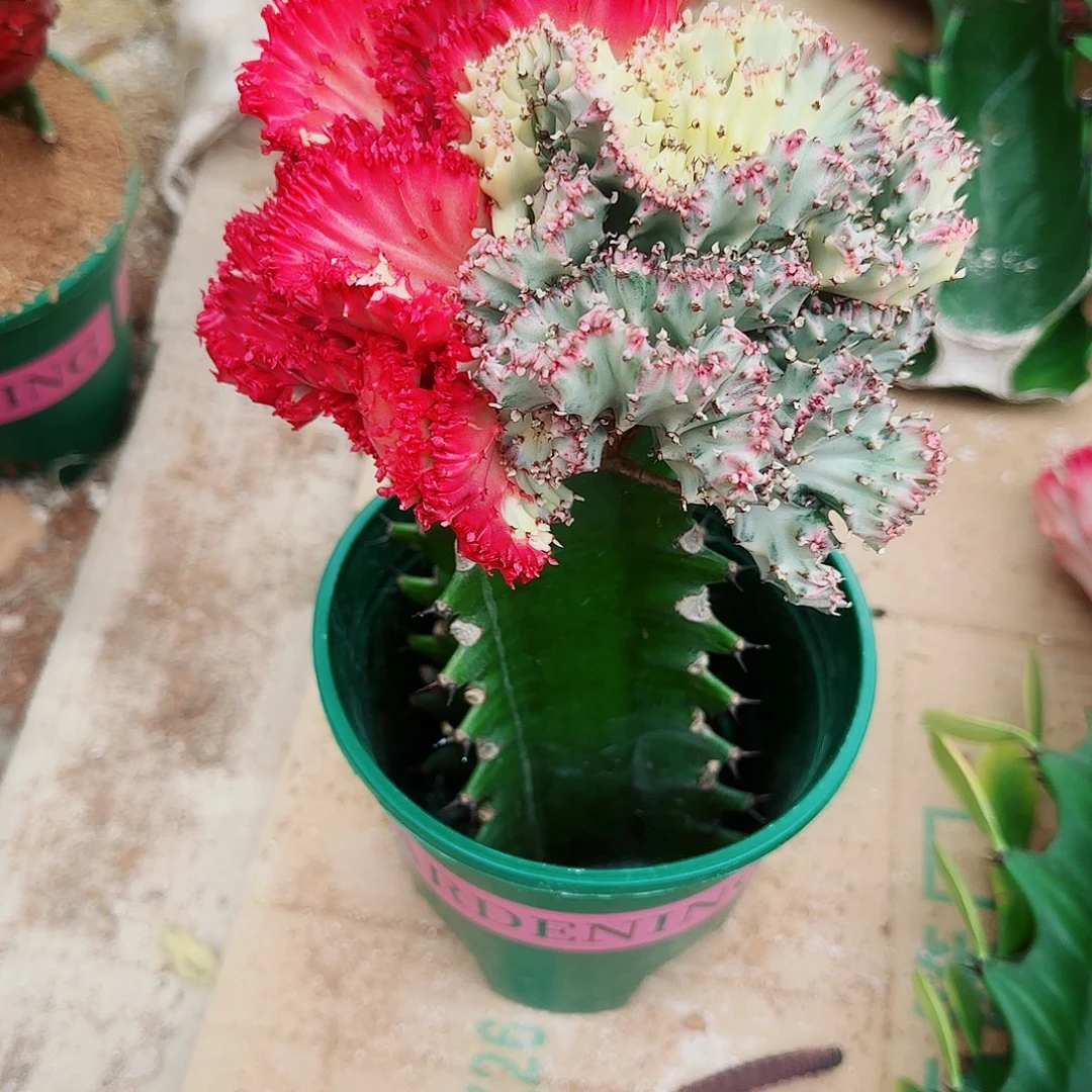 多色麒麟10颗，颜色直播间截图