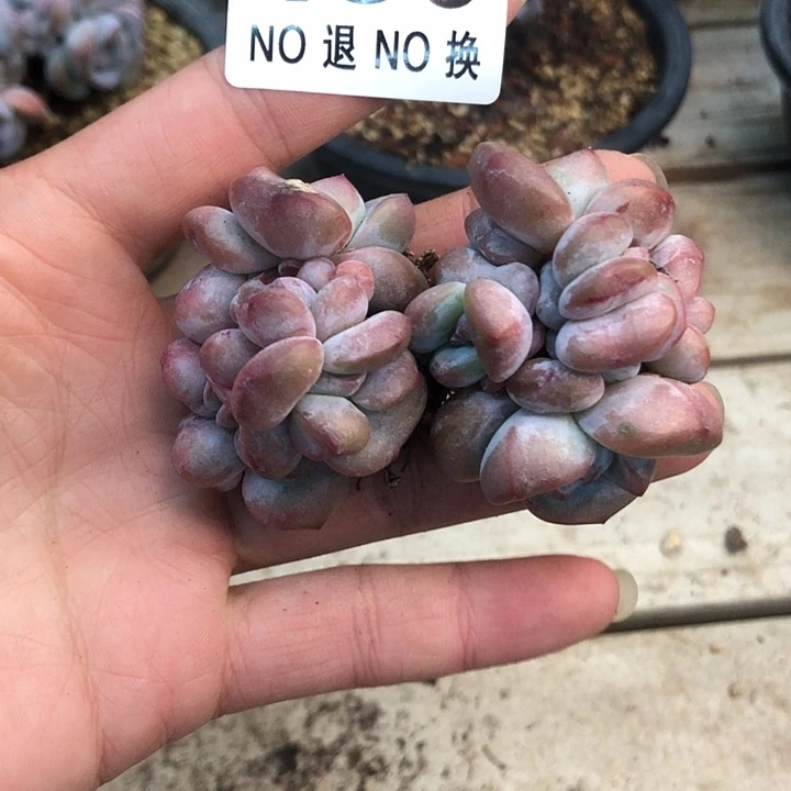星影石榴籽福利出咯 130