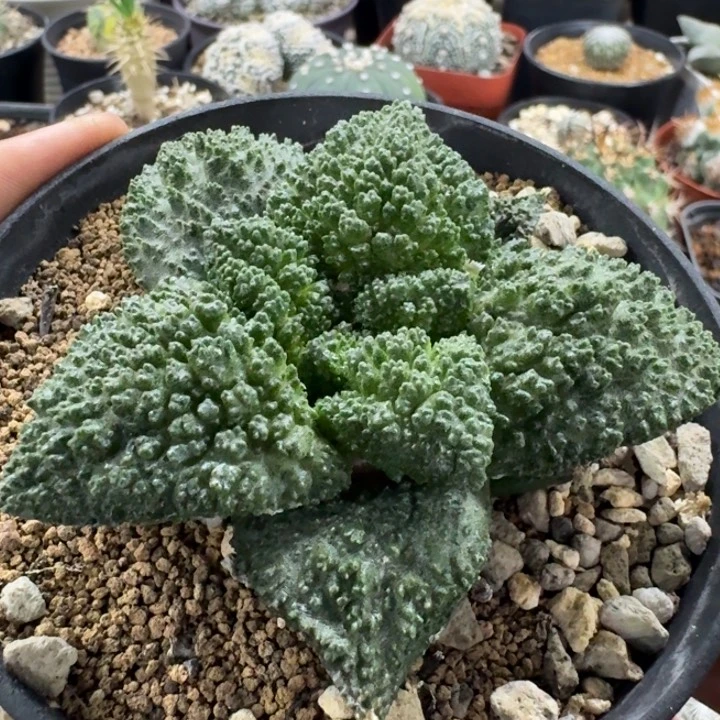 哥斯拉实生仙人球