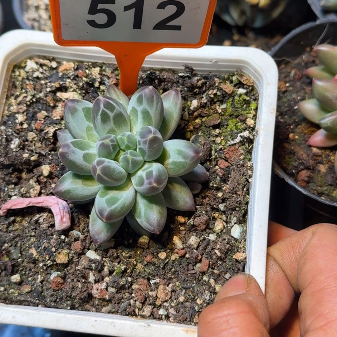 多肉植物申公豹512