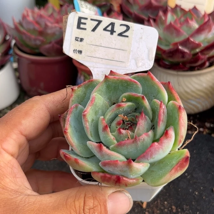 惊鸿一瞥多肉植物742