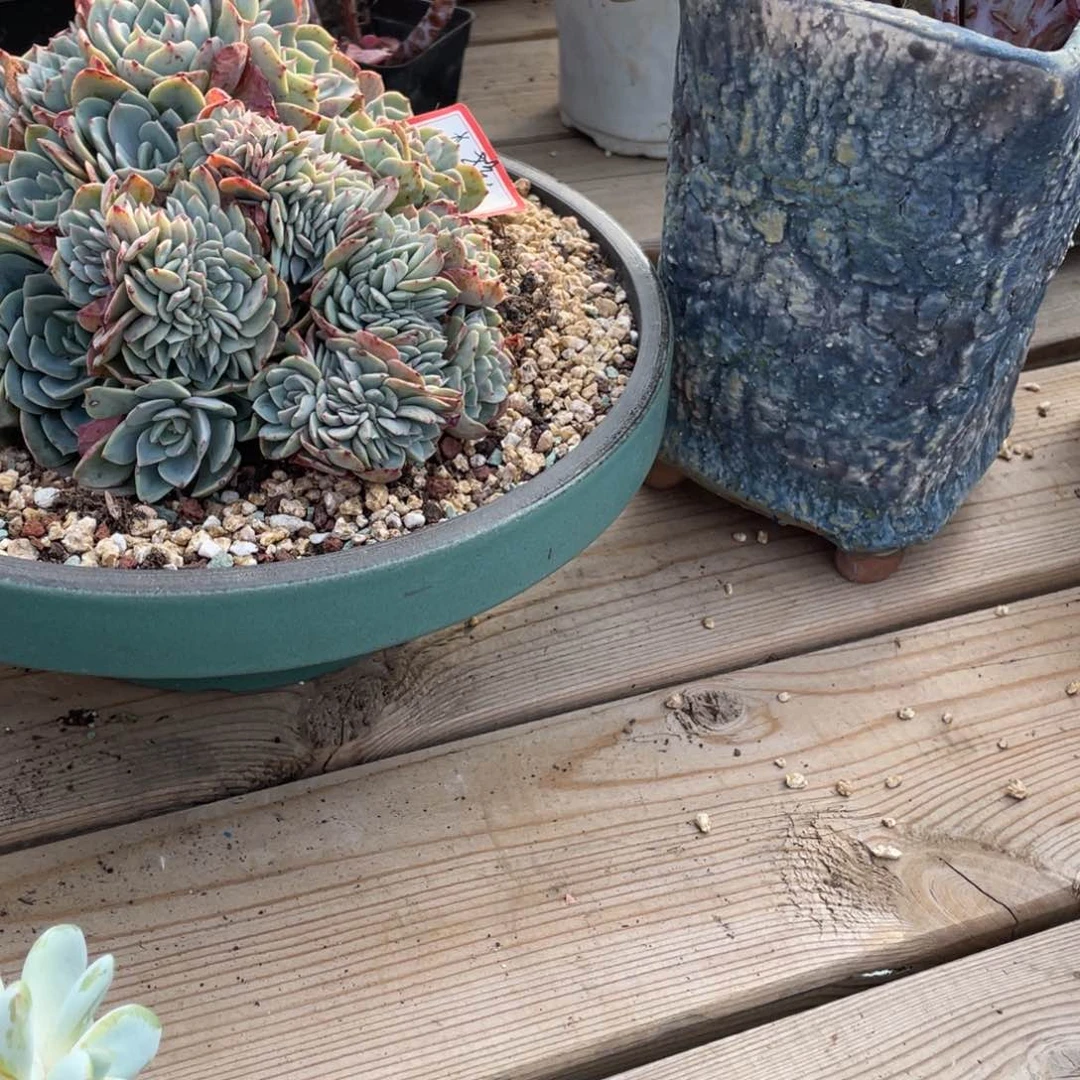 豆总多肉2个盆盆